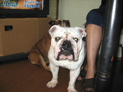 http://anahemuy.fan-site.net/bulldog/bulldog106.JPG
