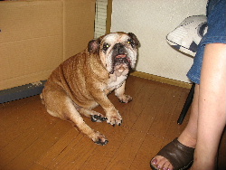 http://anahemuy.fan-site.net/bulldog/bulldog107.JPG