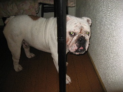 http://anahemuy.fan-site.net/bulldog/bulldog108.JPG