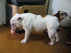 http://anahemuy.fan-site.net/bulldog/bulldog110.JPG