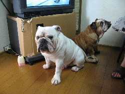 http://anahemuy.fan-site.net/bulldog/bulldog111.JPG