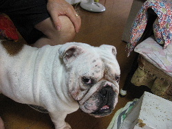 http://anahemuy.fan-site.net/bulldog/bulldog112.JPG