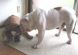 http://anahemuy.fan-site.net/bulldog/bulldog119.JPG