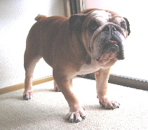 http://anahemuy.fan-site.net/bulldog/bulldog120.JPG