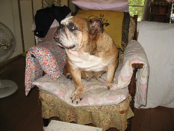 http://anahemuy.fan-site.net/bulldog/bulldog121.JPG