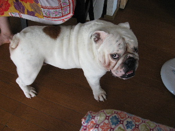 http://anahemuy.fan-site.net/bulldog/bulldog122.JPG