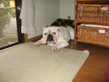http://anahemuy.fan-site.net/bulldog/bulldog123.JPG