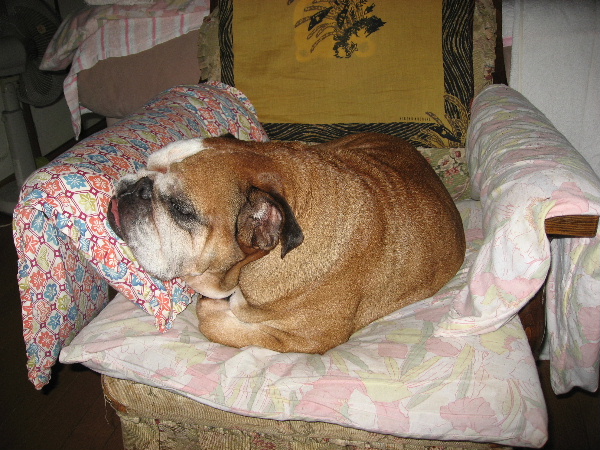 http://anahemuy.fan-site.net/bulldog/bulldog129.JPG