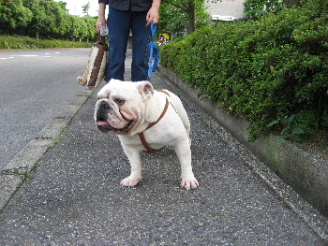 http://anahemuy.fan-site.net/bulldog/bulldog202.JPG
