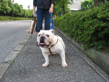 http://anahemuy.fan-site.net/bulldog/bulldog203.JPG