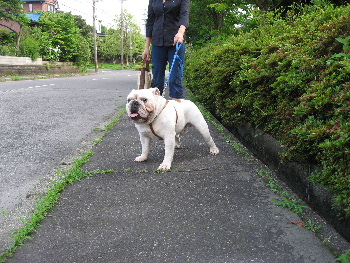 http://anahemuy.fan-site.net/bulldog/bulldog204.JPG