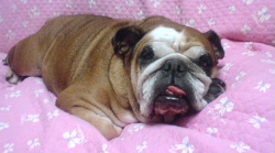 http://anahemuy.fan-site.net/bulldog/bulldog207.JPG