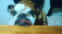 http://anahemuy.fan-site.net/bulldog/bulldog209.JPG