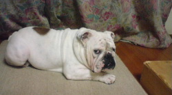 http://anahemuy.fan-site.net/bulldog/bulldog210.JPG