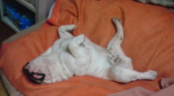 http://anahemuy.fan-site.net/bulldog/bulldog211.JPG