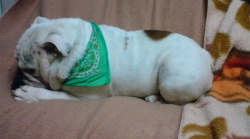 http://anahemuy.fan-site.net/bulldog/bulldog212.JPG