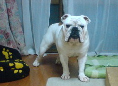 http://anahemuy.fan-site.net/bulldog/bulldog213.JPG