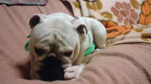 http://anahemuy.fan-site.net/bulldog/bulldog214.JPG