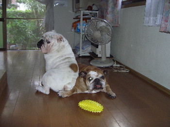 http://anahemuy.fan-site.net/bulldog/bulldog220.JPG