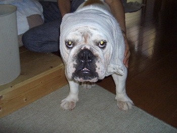 http://anahemuy.fan-site.net/bulldog/bulldog221.JPG