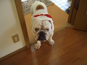 http://anahemuy.fan-site.net/bulldog/bulldog222.JPG