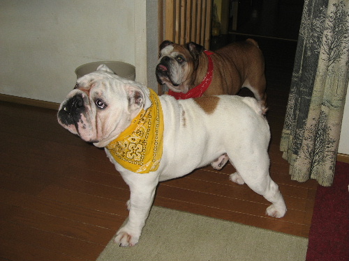 http://anahemuy.fan-site.net/bulldog/bulldog317.JPG