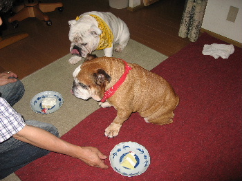 http://anahemuy.fan-site.net/bulldog/bulldog303.JPG