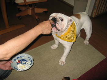 http://anahemuy.fan-site.net/bulldog/bulldog304.JPG