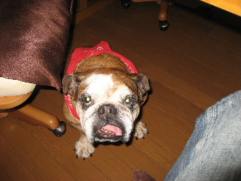 http://anahemuy.fan-site.net/bulldog/bulldog308.JPG