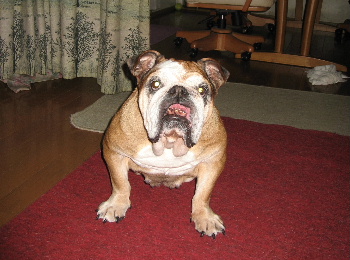 http://anahemuy.fan-site.net/bulldog/bulldog315.JPG