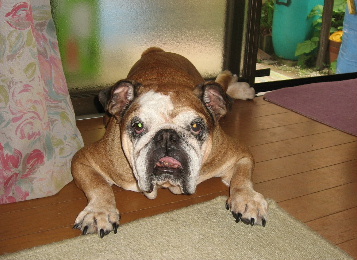 http://anahemuy.fan-site.net/bulldog/bulldog316.JPG