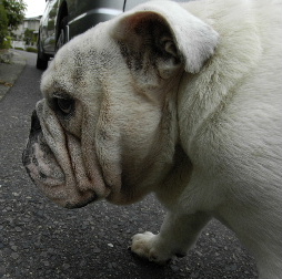 http://anahemuy.fan-site.net/bulldog/bulldog319.JPG