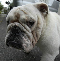http://anahemuy.fan-site.net/bulldog/bulldog320.JPG