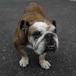 http://anahemuy.fan-site.net/bulldog/bulldog321.JPG
