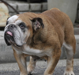http://anahemuy.fan-site.net/bulldog/bulldog323.JPG