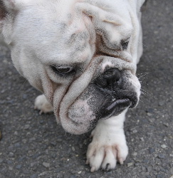 http://anahemuy.fan-site.net/bulldog/bulldog326.JPG