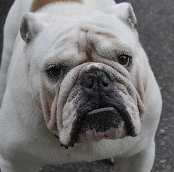 http://anahemuy.fan-site.net/bulldog/bulldog327.JPG