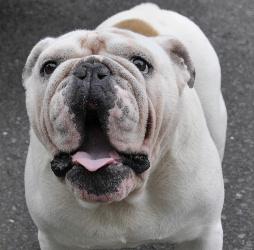 http://anahemuy.fan-site.net/bulldog/bulldog328.JPG