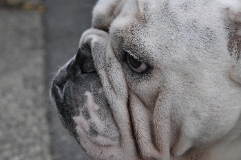 http://anahemuy.fan-site.net/bulldog/bulldog329.JPG