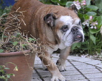 http://anahemuy.fan-site.net/bulldog/bulldog331.JPG