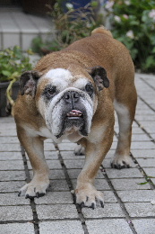 http://anahemuy.fan-site.net/bulldog/bulldog332.JPG