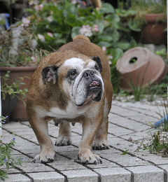 http://anahemuy.fan-site.net/bulldog/bulldog333.JPG