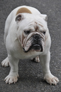 http://anahemuy.fan-site.net/bulldog/bulldog334.JPG