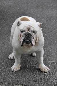 http://anahemuy.fan-site.net/bulldog/bulldog335.JPG