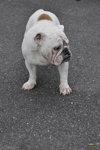 http://anahemuy.fan-site.net/bulldog/bulldog336.JPG