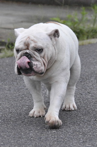 http://anahemuy.fan-site.net/bulldog/bulldog337.JPG