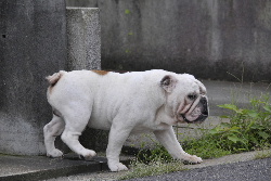 http://anahemuy.fan-site.net/bulldog/bulldog338.JPG