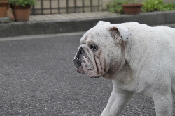 http://anahemuy.fan-site.net/bulldog/bulldog339.JPG