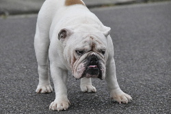 http://anahemuy.fan-site.net/bulldog/bulldog340.JPG