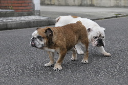 http://anahemuy.fan-site.net/bulldog/bulldog343.JPG